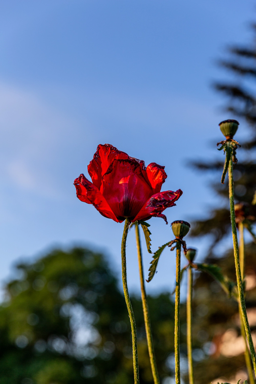 Krafft-Holiday Vermietung Ferien Immobilien Krakow am See Wohnzimmer