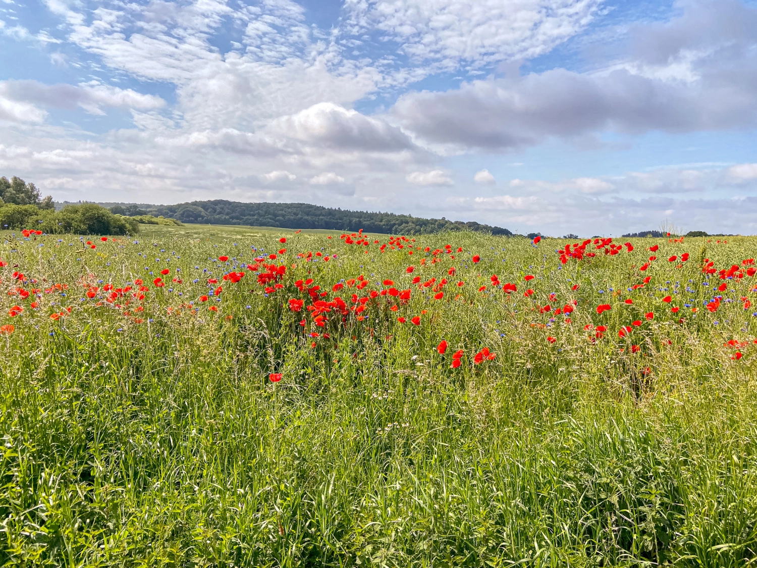 Ferienhaus mit Sauna in Krakow am See, Krafft-Holiday Vermietung Ferienwohnung Rostock Badezimmer